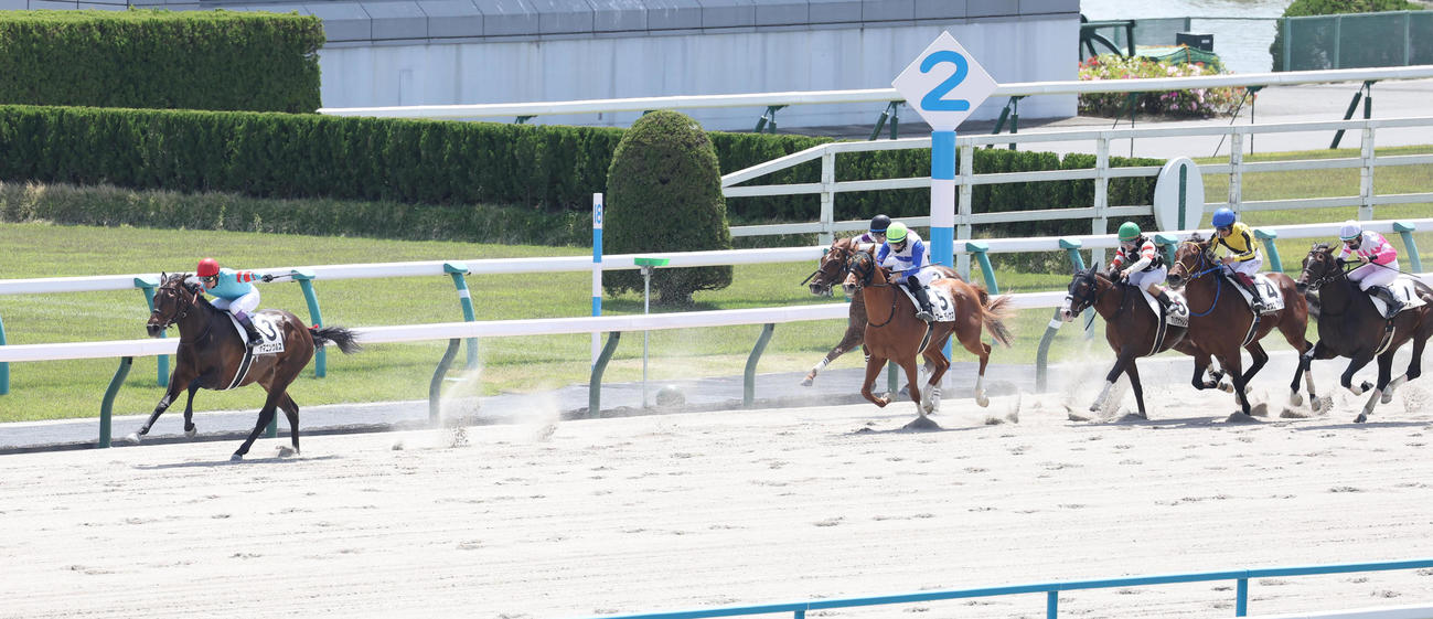 京都6R、直線抜け出して3歳1勝クラスを制したヤマニンウルス（左）（撮影・白石智彦）