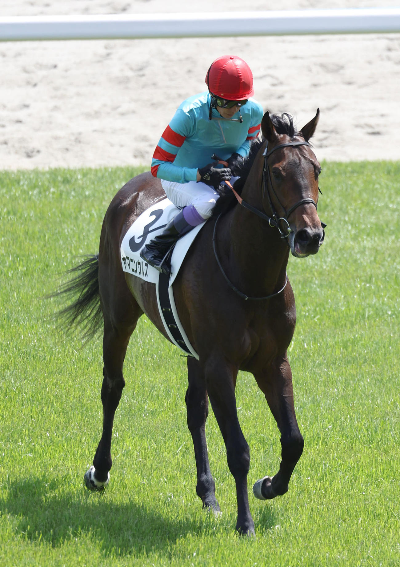 京都6R、3歳1勝クラスを制したヤマニンウルス（撮影・白石智彦）