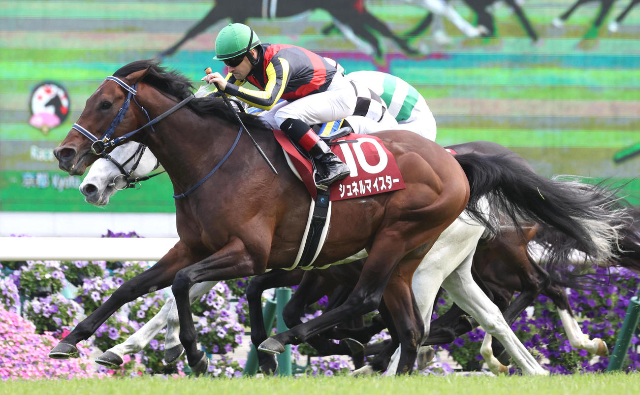 京都11R、直線外から豪快に伸びてマイラーズCを制したシュネルマイスター（撮影・白石智彦）
