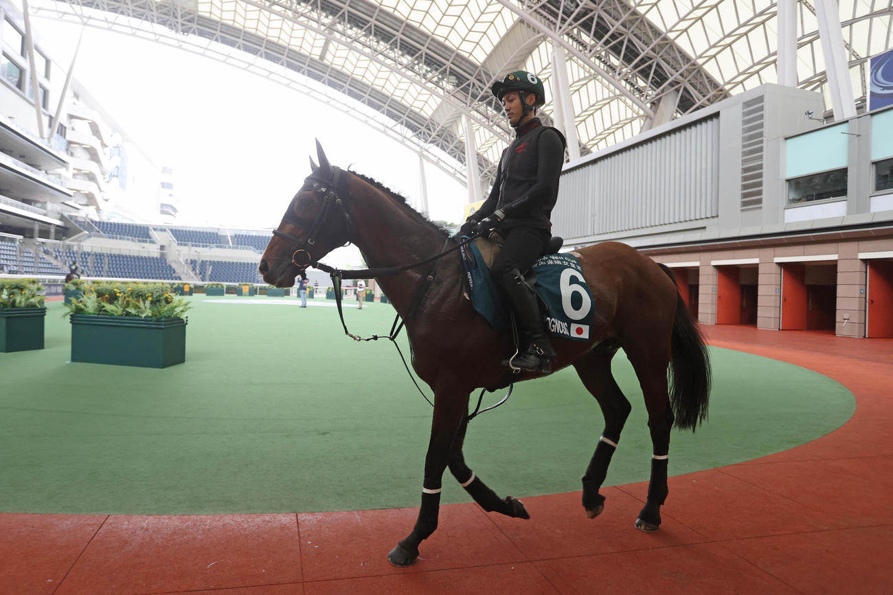 パドックをスクーリングするプログノーシス（C）The Hong Kong Jockey Club