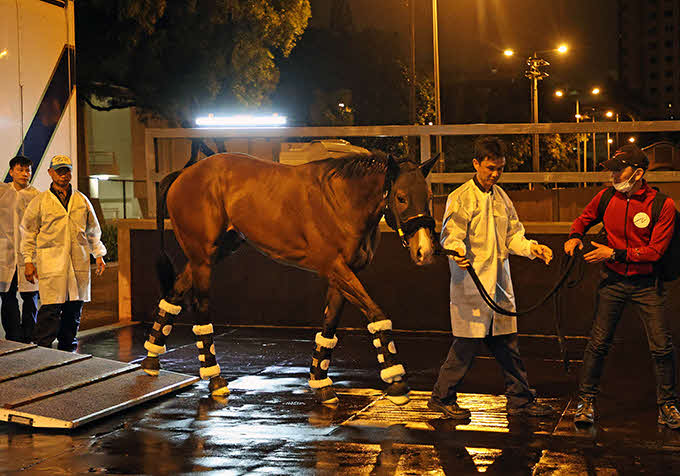 QE2世Cに向け、香港へ到着したプログノーシス（C）Hong Kong Jockey Club