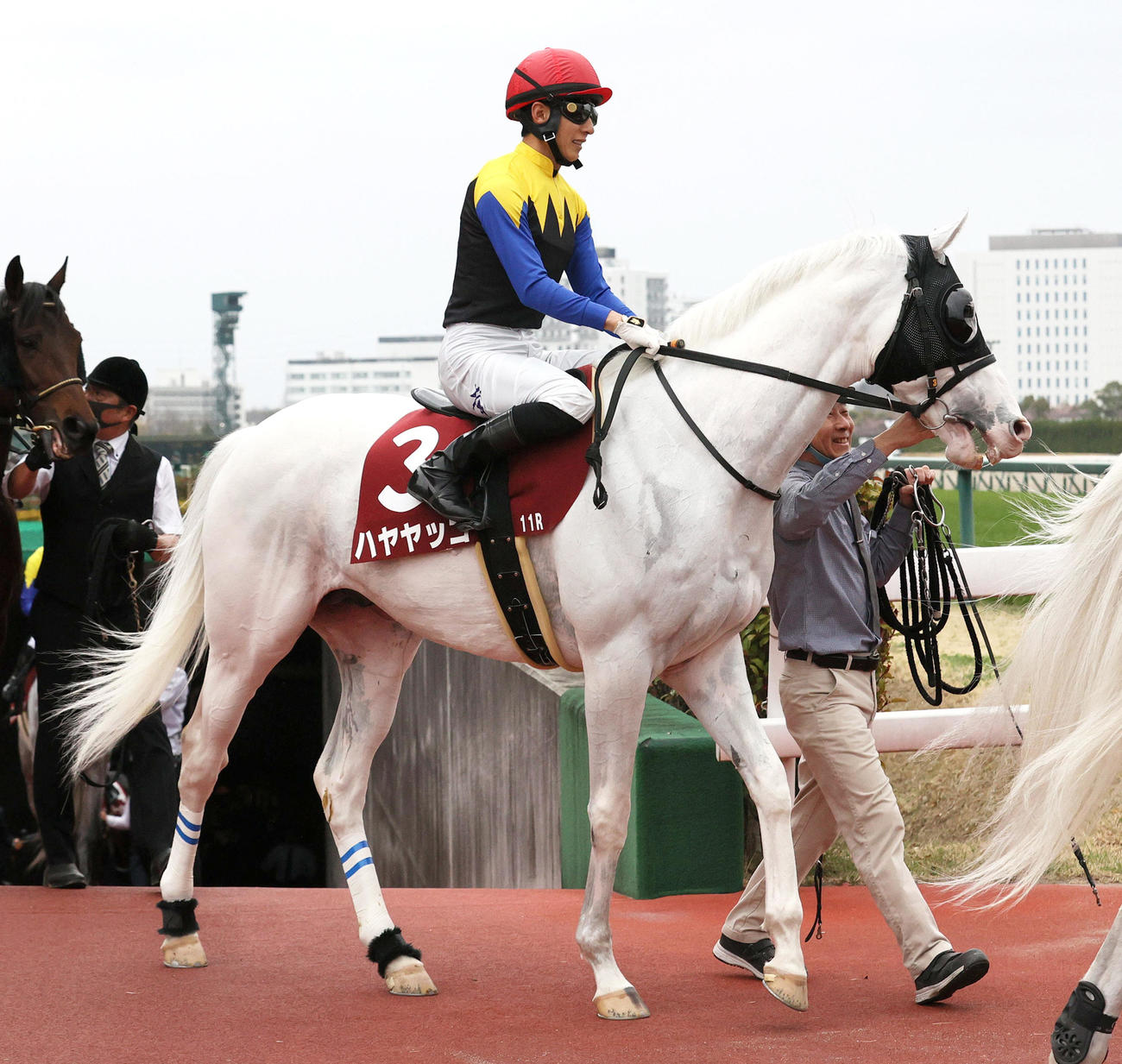 ハヤヤッコ（2023年3月12日撮影）