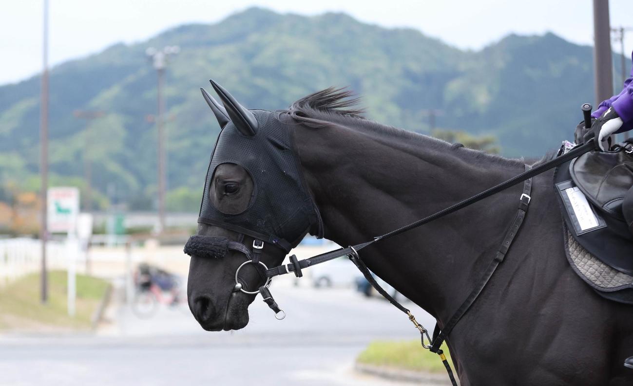 グランヴィノスは馬場へ移動する