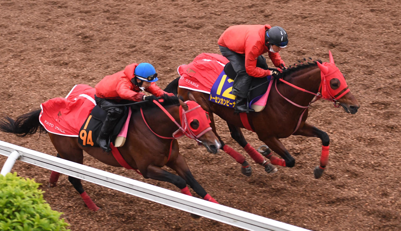 トーセンカンビーナ（右）はエコロジョイアーと併せて追い切る（撮影・柴田隆二）