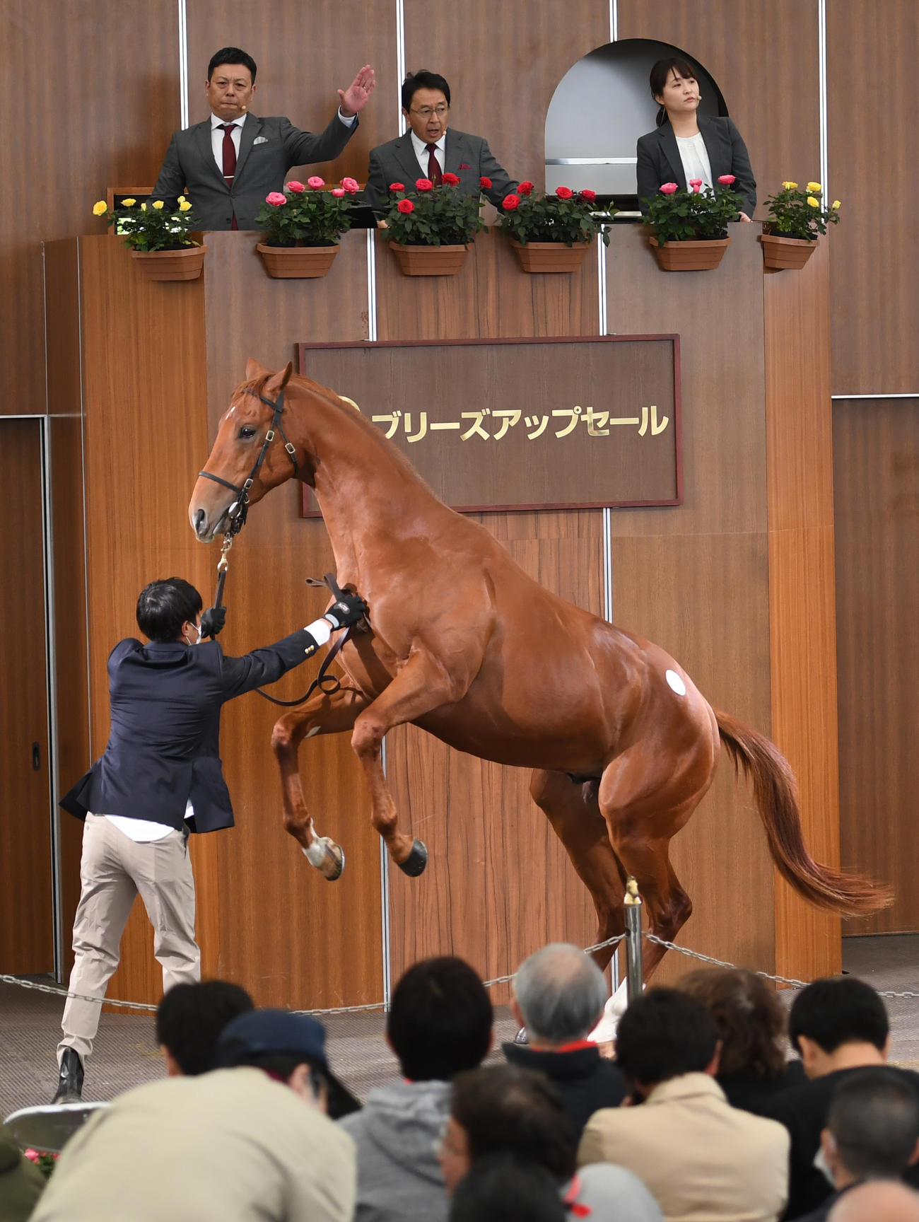 ブリーズアップセールで2700万で競り落とされたスルージエアー21（撮影・柴田隆二）