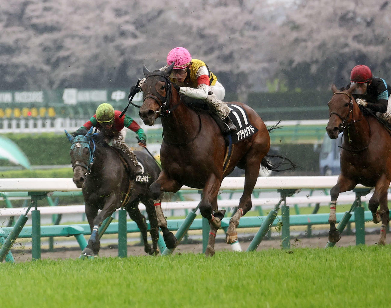 ミモザ賞を制したアグラシアド（中央）（23年3月26日撮影）