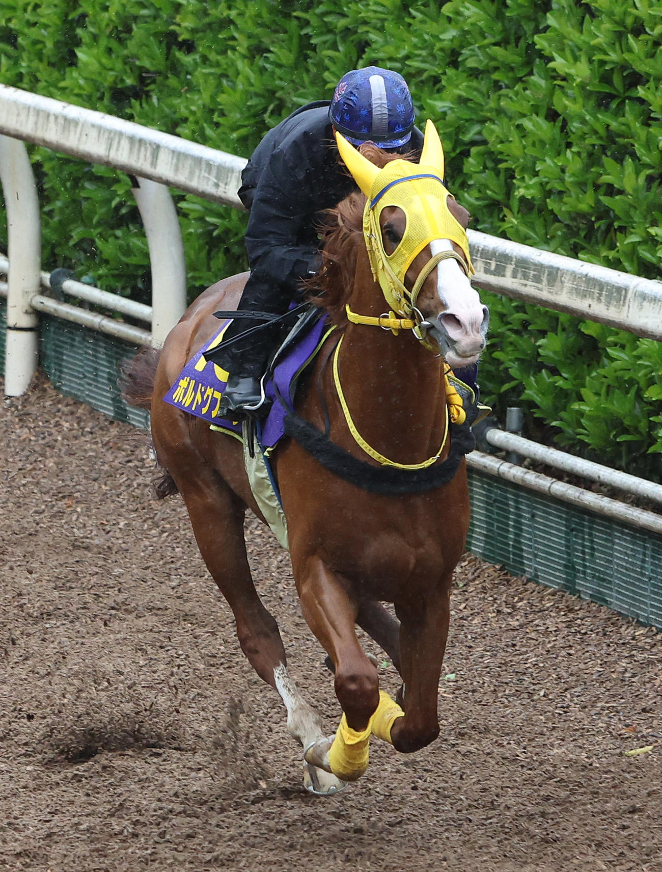 川田騎手を背に坂路を単走で追い切るボルドグフーシュ（撮影・白石智彦）