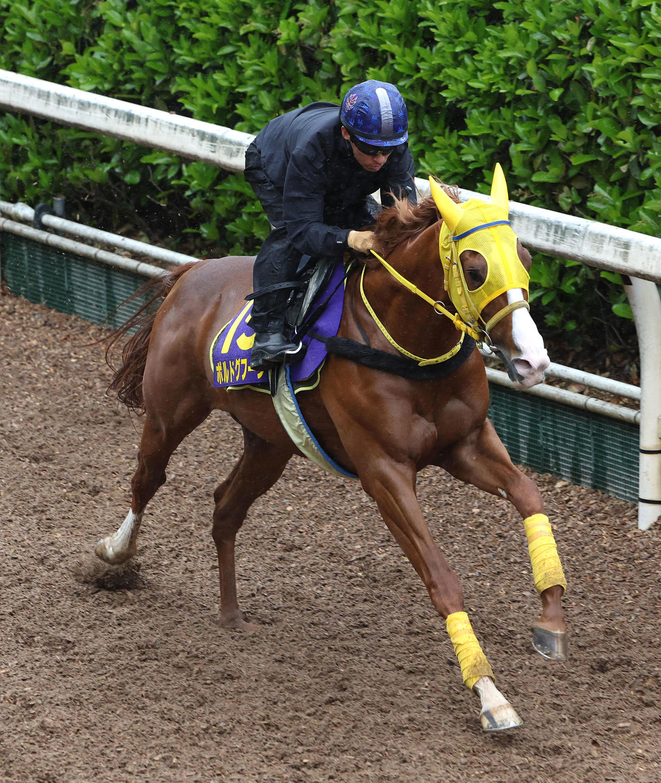 川田騎手を背に坂路を単走で追い切るボルドグフーシュ（撮影・白石智彦）