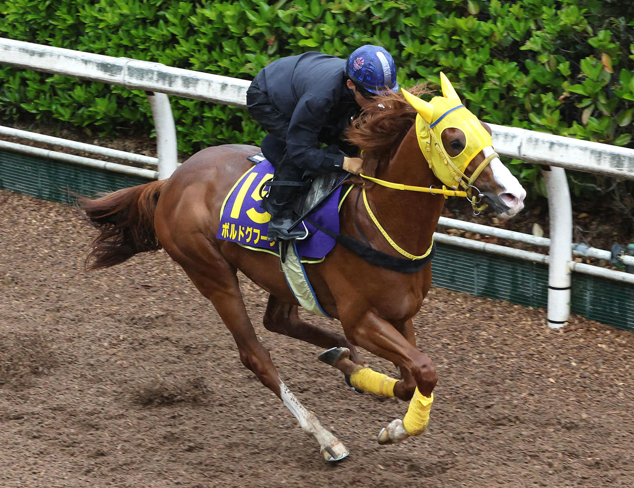 川田騎手を背に坂路を単走で追い切るボルドグフーシュ（撮影・白石智彦）