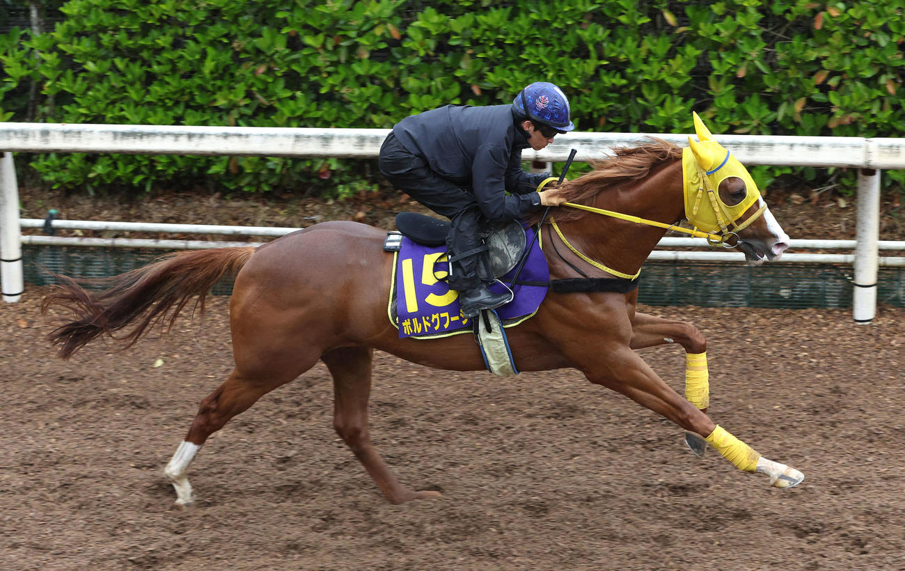 川田騎手を背に坂路を単走で追い切るボルドグフーシュ（撮影・白石智彦）