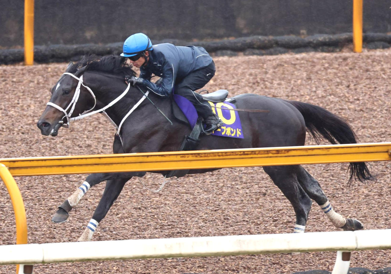 和田竜二騎手を背にCウッドコースを単走で追い切るディープボンド