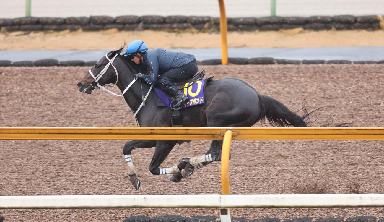 和田竜二騎手を背にCウッドコースを単走で追い切るディープボンド