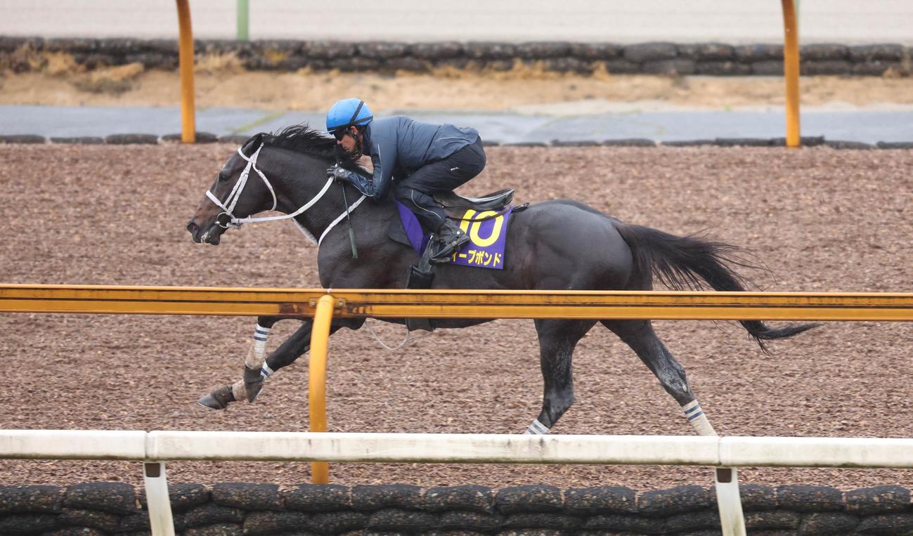 和田竜二騎手を背にCウッドコースを単走で追い切るディープボンド