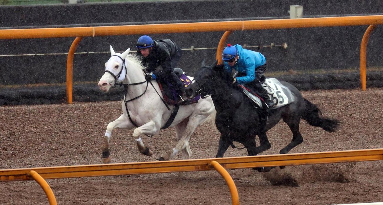 ソダシ（奥）はダミアン・レーン騎手を背にCWコースをフォルテデイマルミ（手前）と2頭併せで追い切る