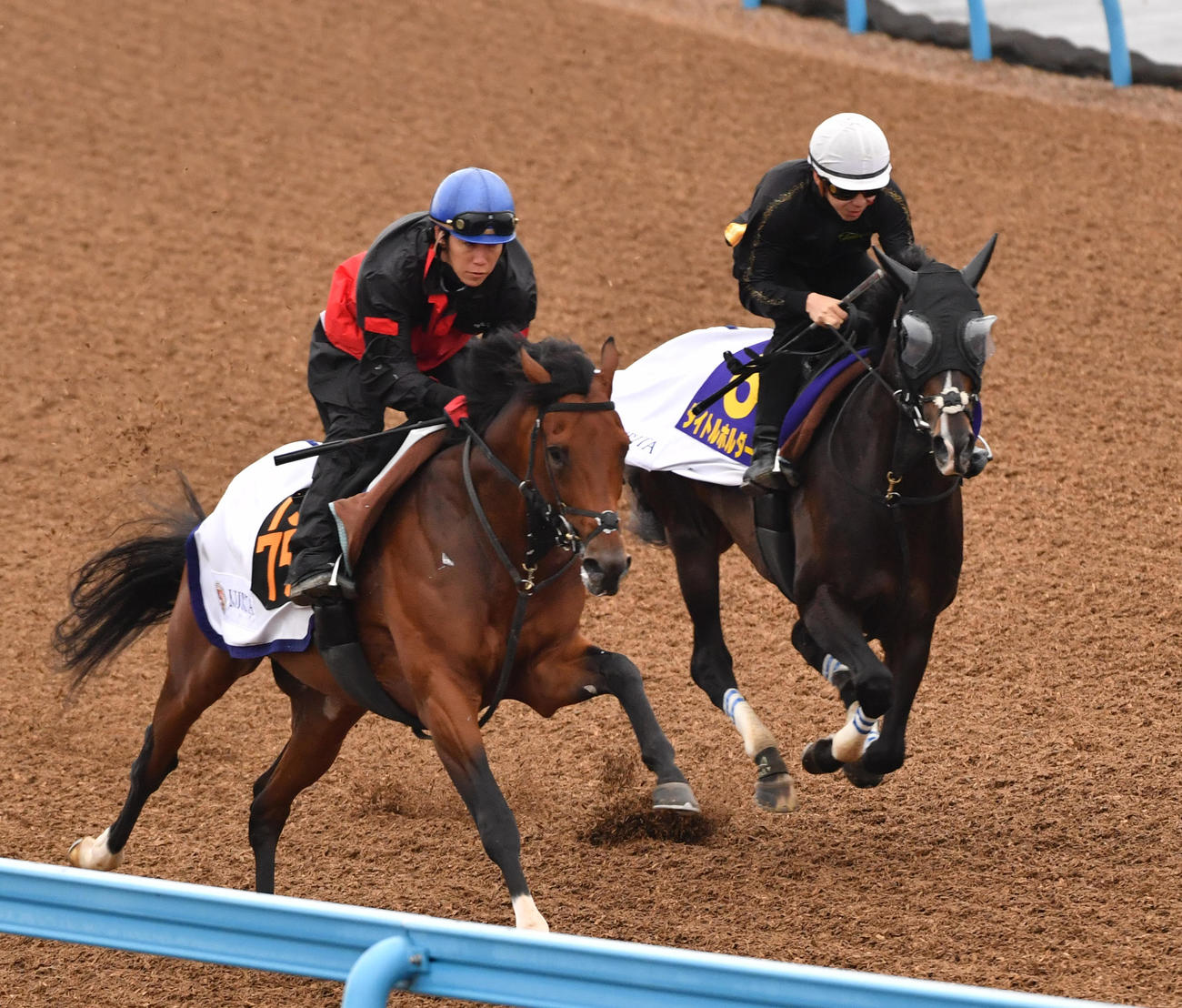 タイトルホルダー（右）は横山和騎手を背にマンスールと併せて追い切る（撮影・柴田隆二）