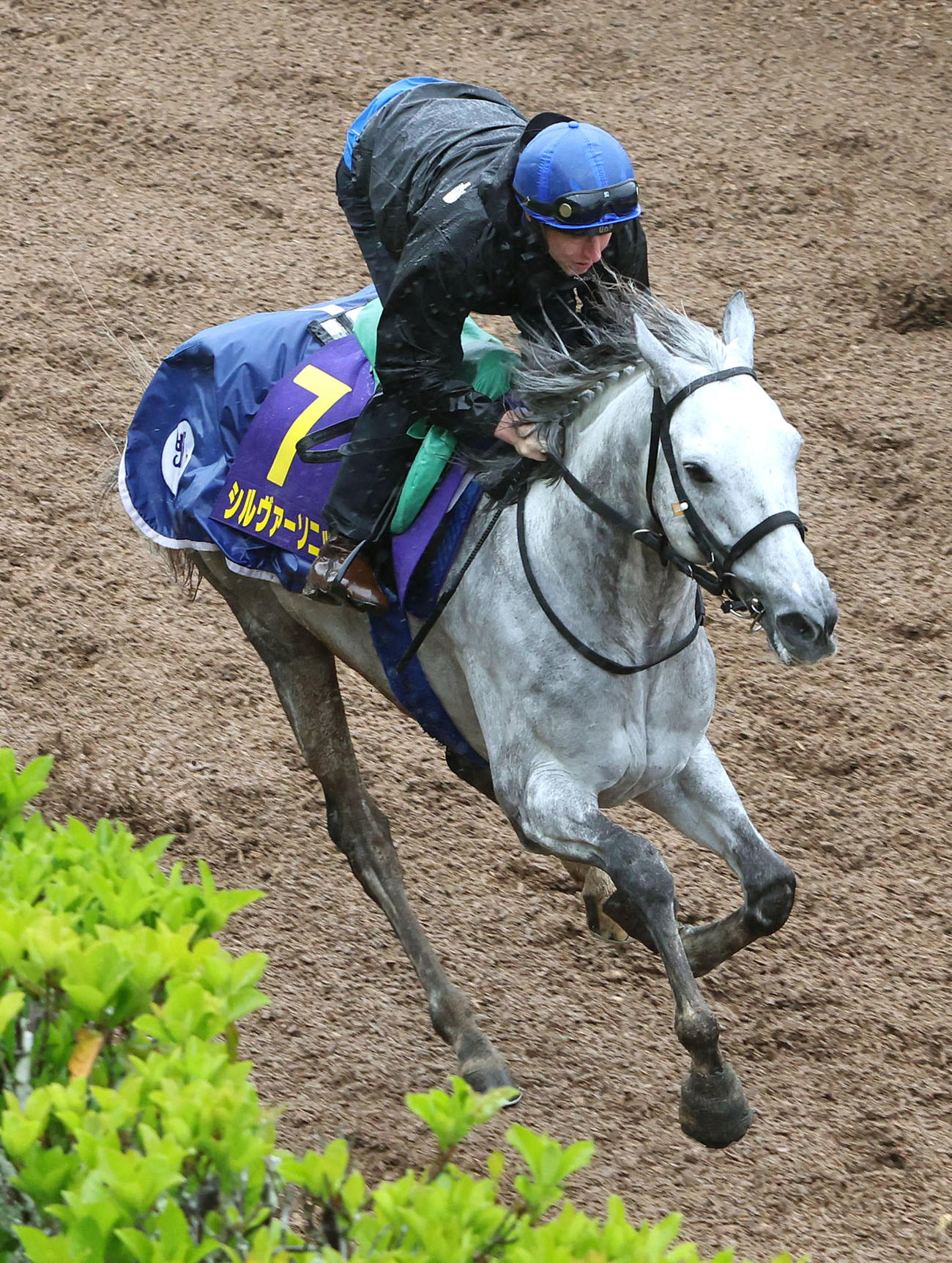 D・レーン騎手を背に坂路を単走で追い切るシルヴァーソニック（撮影・白石智彦）