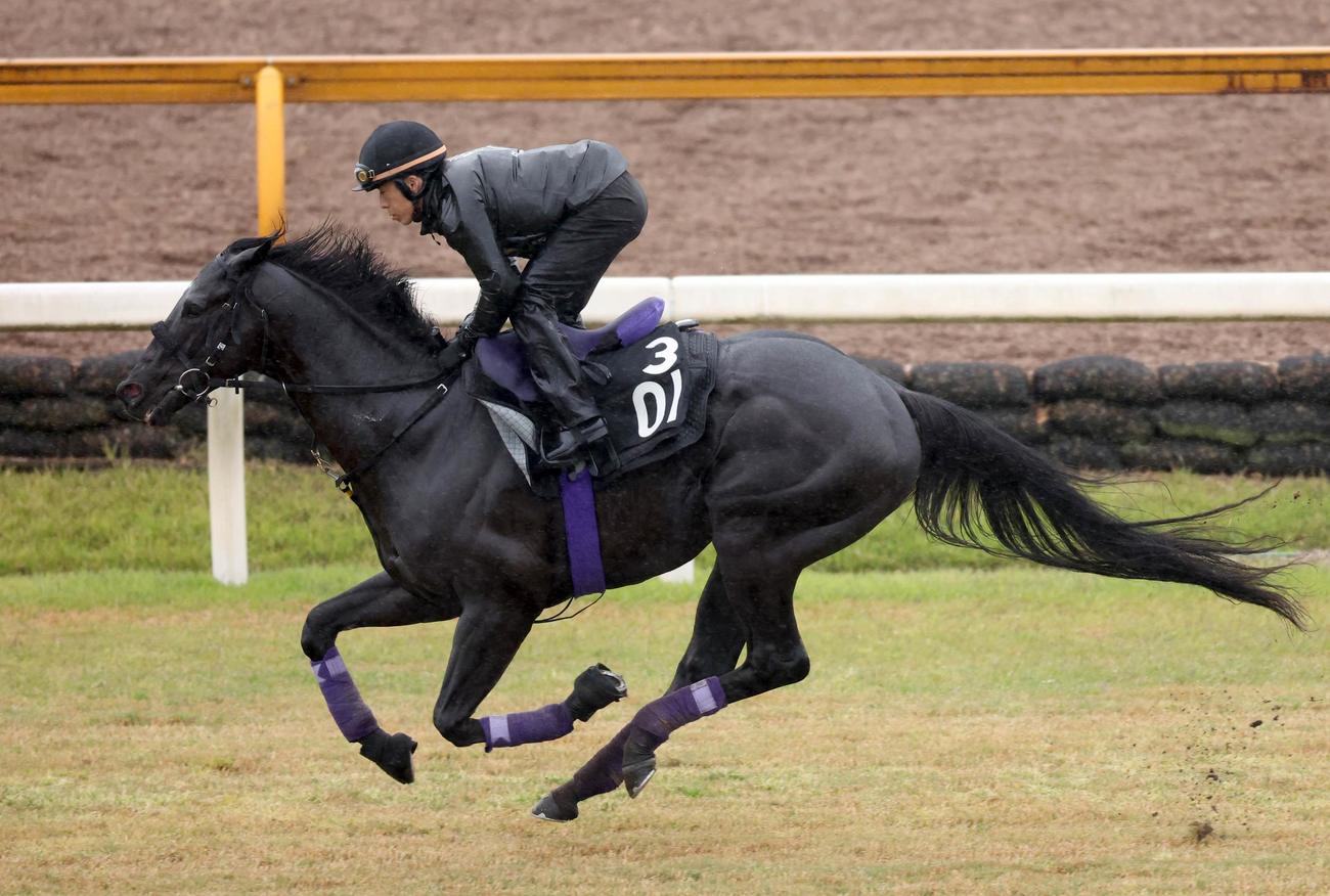 グランヴィノスは芝コースを単走で追い切る