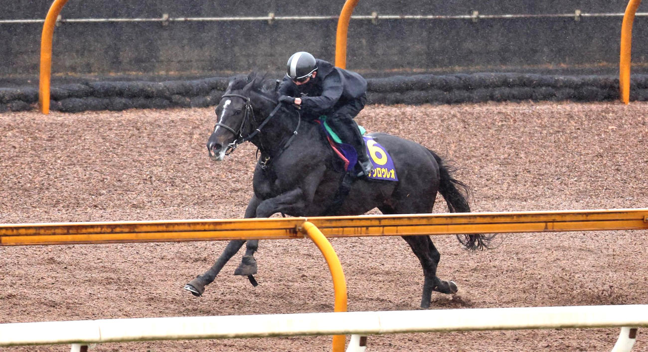 マテンロウレオはCウッドを単走で追い切る
