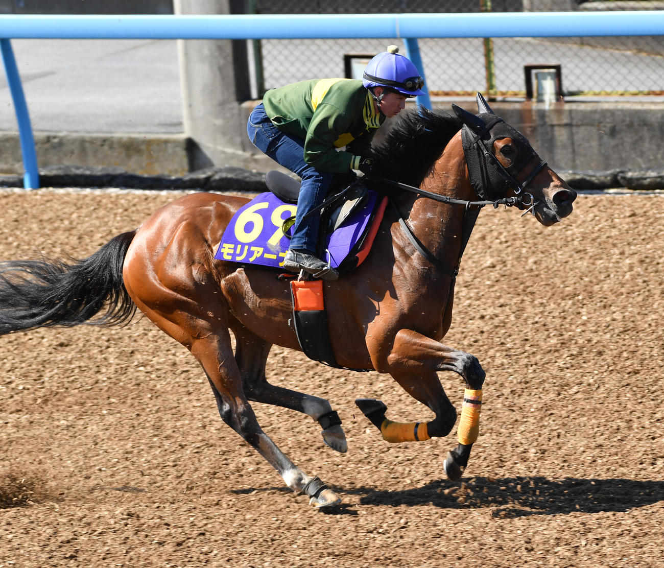 武藤雅騎手を背にモリアーナは1週前追い切りする（撮影・柴田隆二）