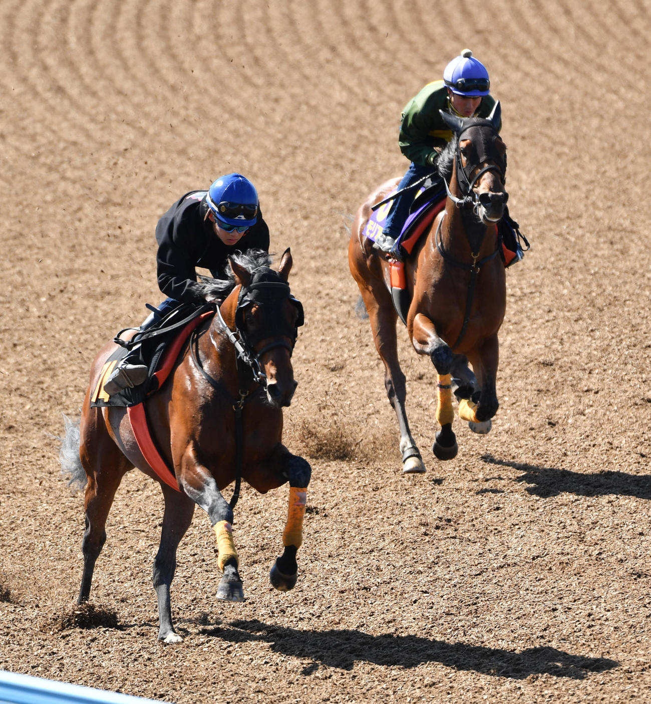 1週前追い切りするモリアーナ（右）はアルファインディと併せる（撮影・柴田隆二）