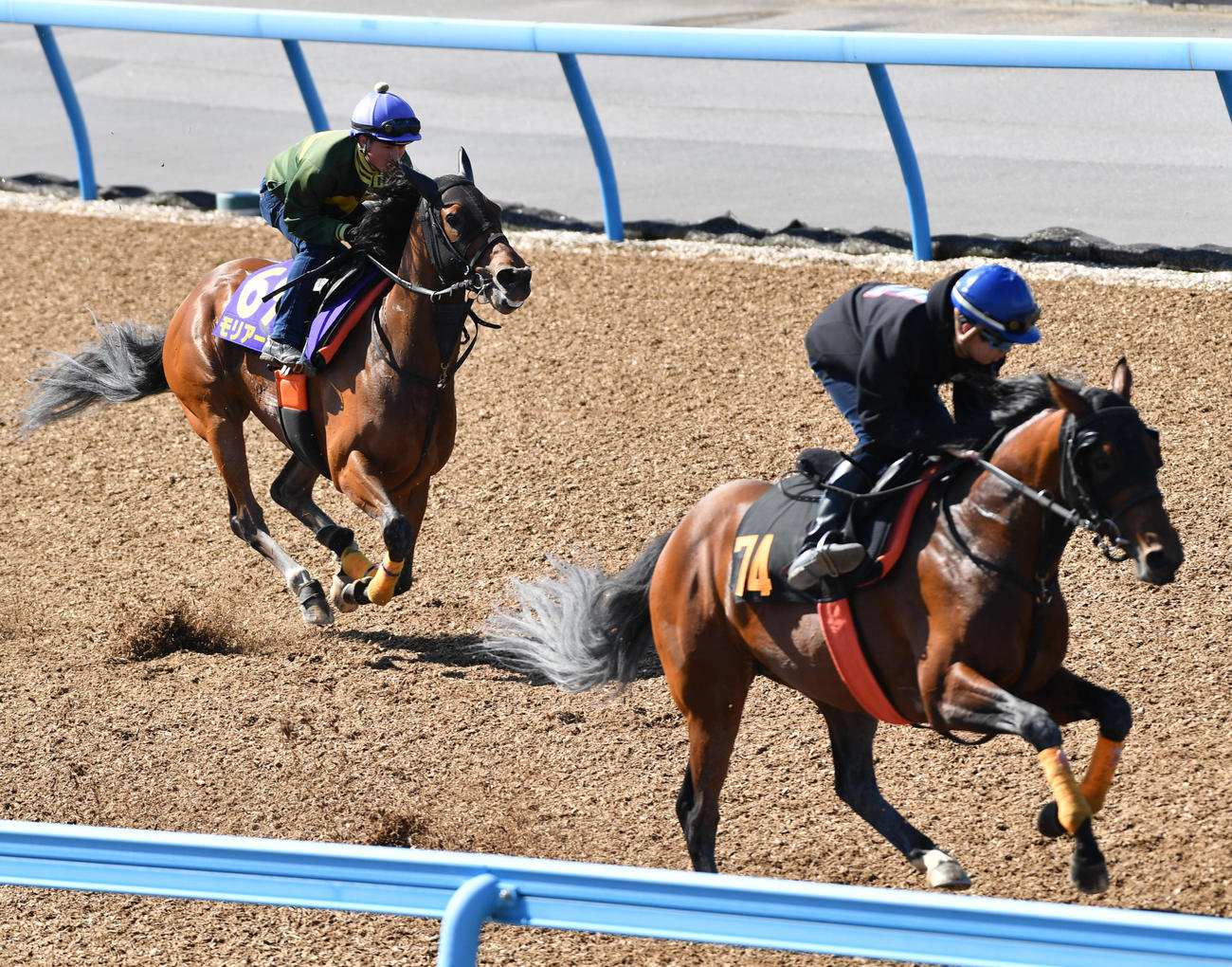 1週前追い切りするモリアーナ（左）はアルファインディと併せる（撮影・柴田隆二）