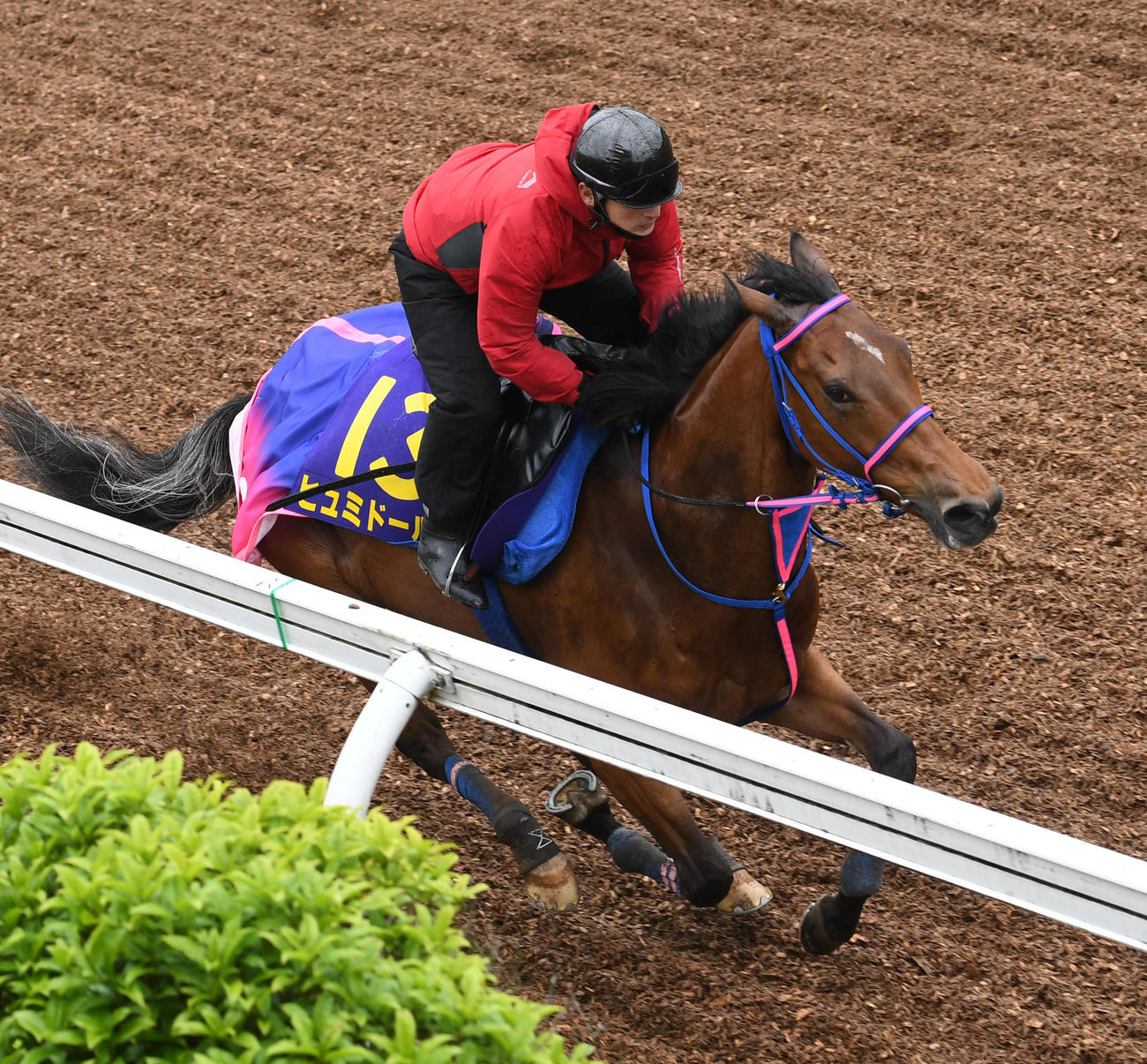 坂路で追い切るヒュミドール（2023年4月26日撮影）