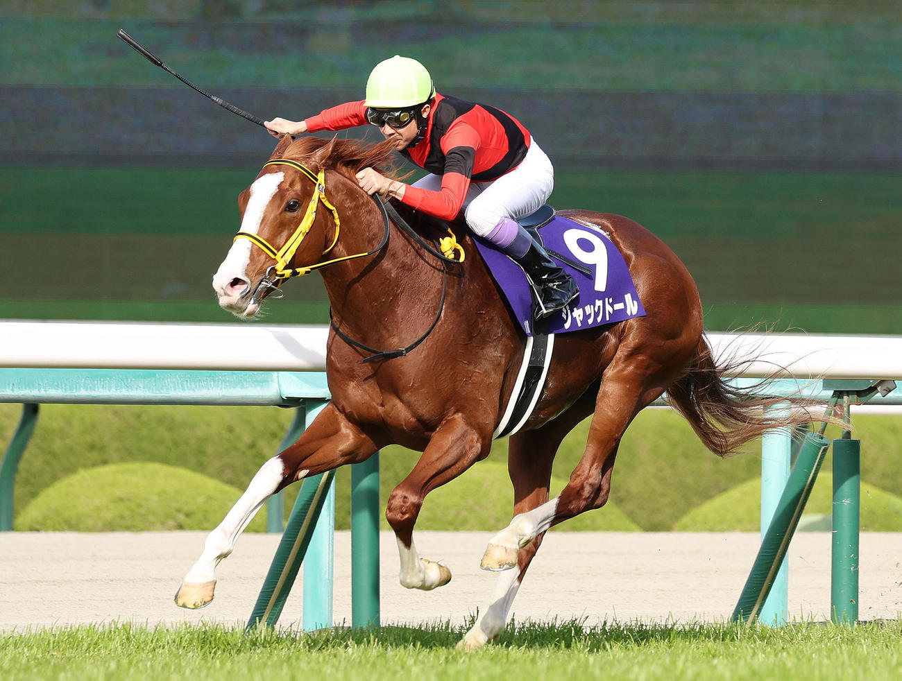 逃げ切って大阪杯を制したジャックドール（2023年4月2日撮影）