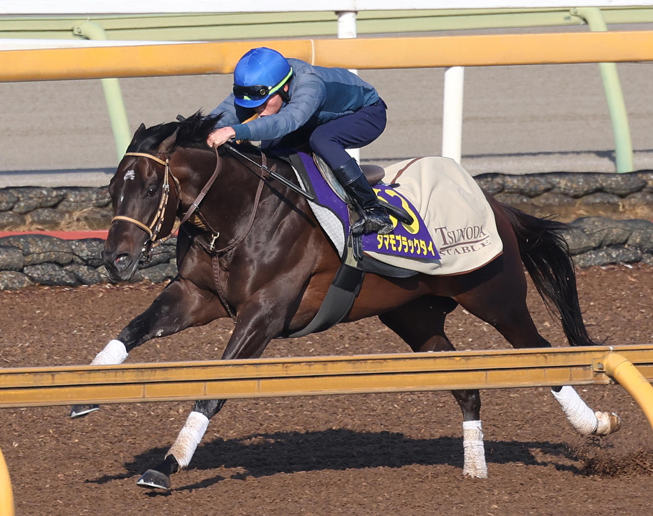 角田河騎手を背にCウッドを単走で追い切るタマモブラックタイ（撮影・白石智彦）
