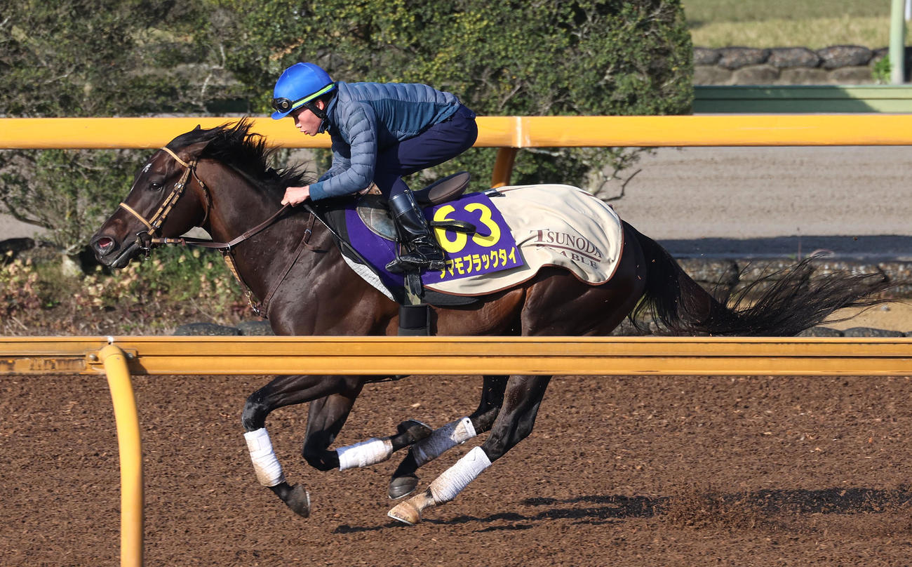角田河騎手を背にCウッドを単走で追い切るタマモブラックタイ（撮影・白石智彦）