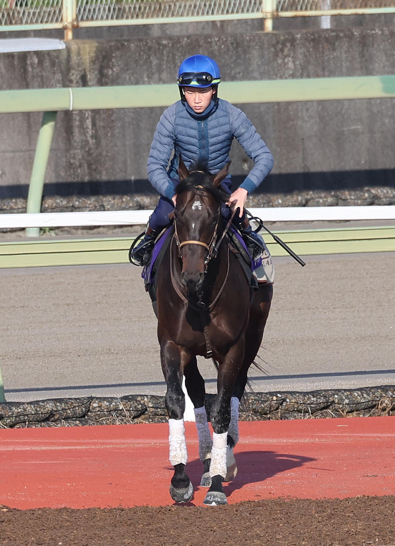 角田河騎手を背に馬場入りするタマモブラックタイ（撮影・白石智彦）