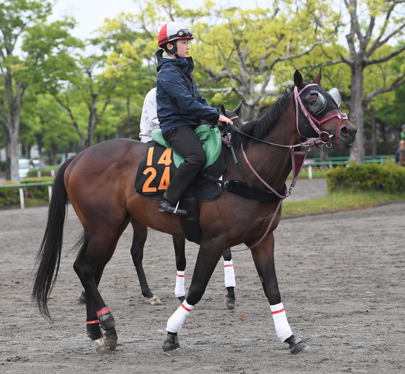 メイテソーロ（2023年4月26日撮影）