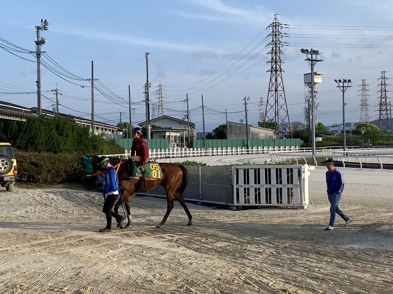 笹川翼騎手を背に追い切りを行ったイグナイター（撮影・松本健史）