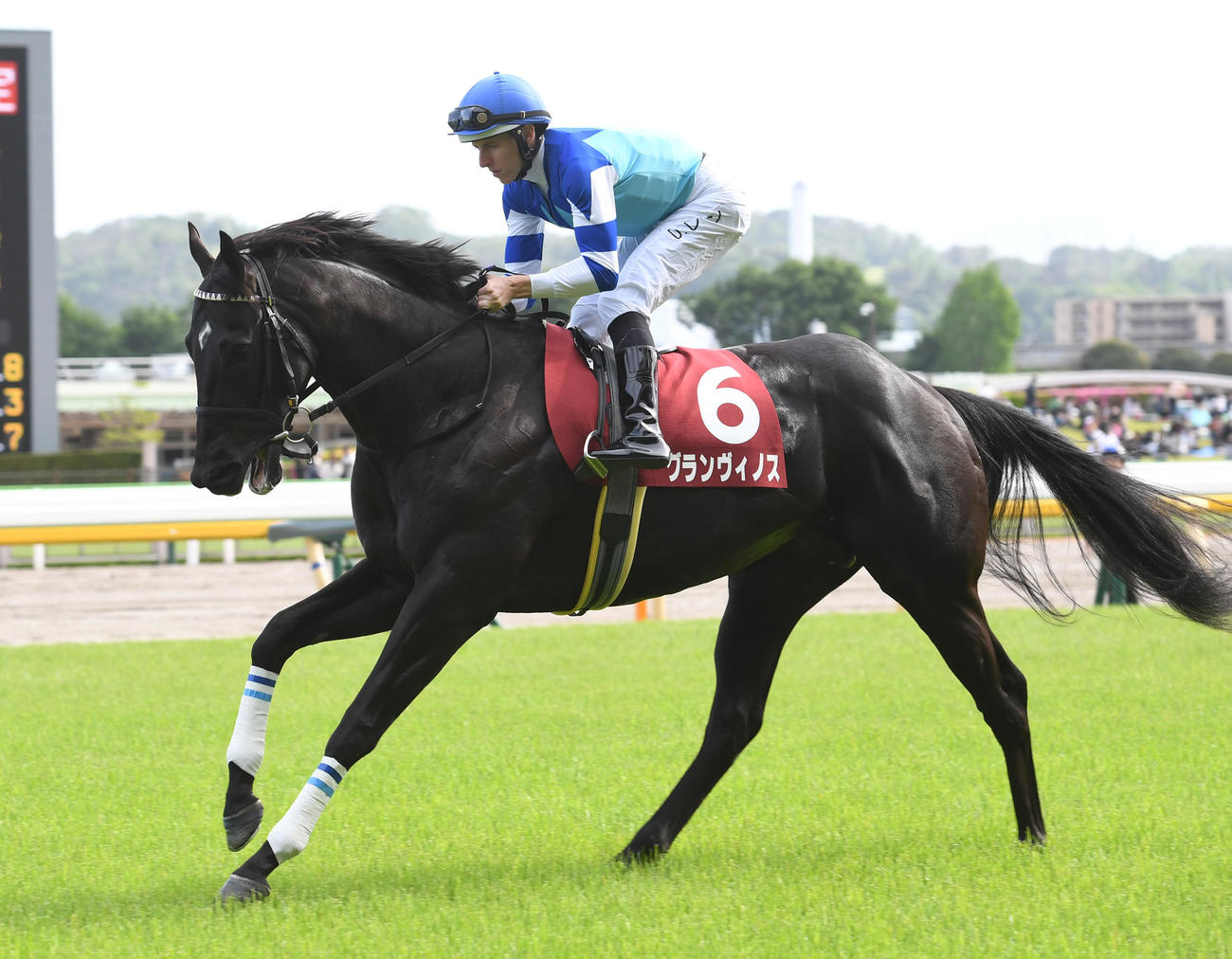 青葉賞で8着に敗れたグランヴィノスとレーン騎手（撮影・柴田隆二）
