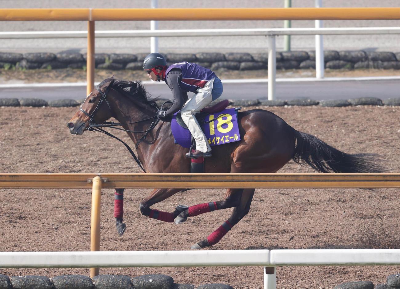 メイケイエール（2023年3月22日撮影）
