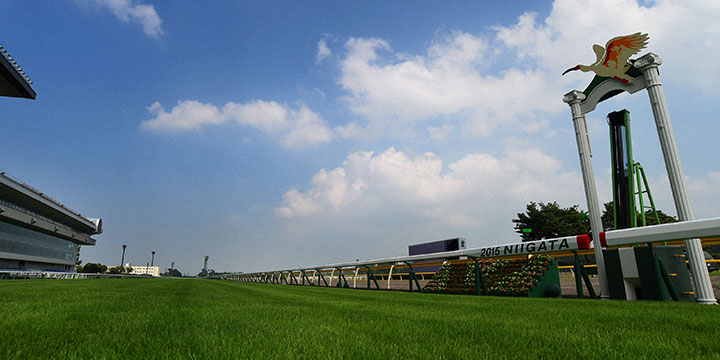 新潟競馬場ゴール前