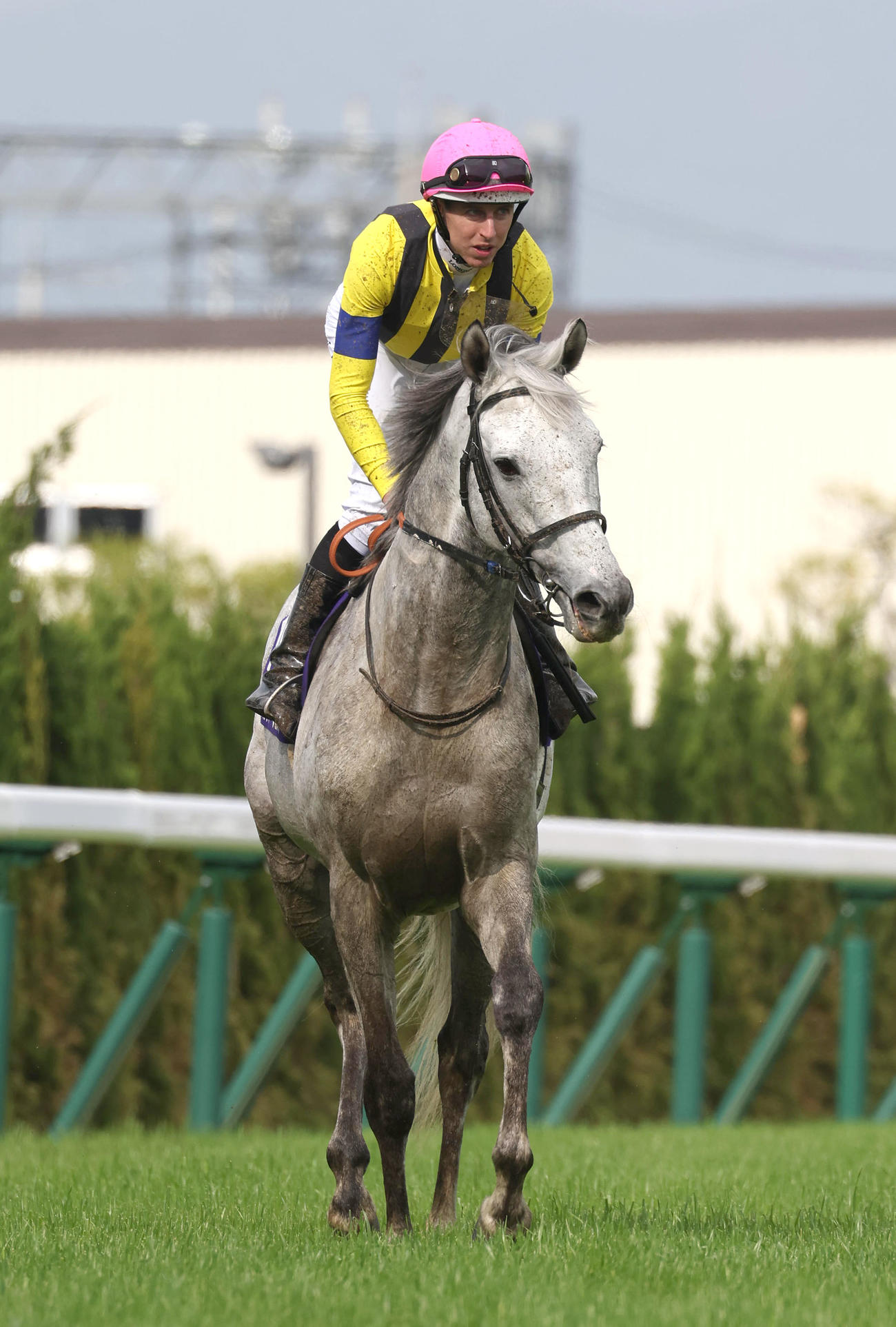 天皇賞・春、3着に入ったシルヴァーソニック（撮影・白石智彦）
