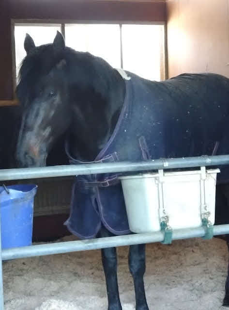 天皇賞・春を制したジャスティンパレス。レースから一夜明けた1日も栗東の自馬房で元気に過ごした