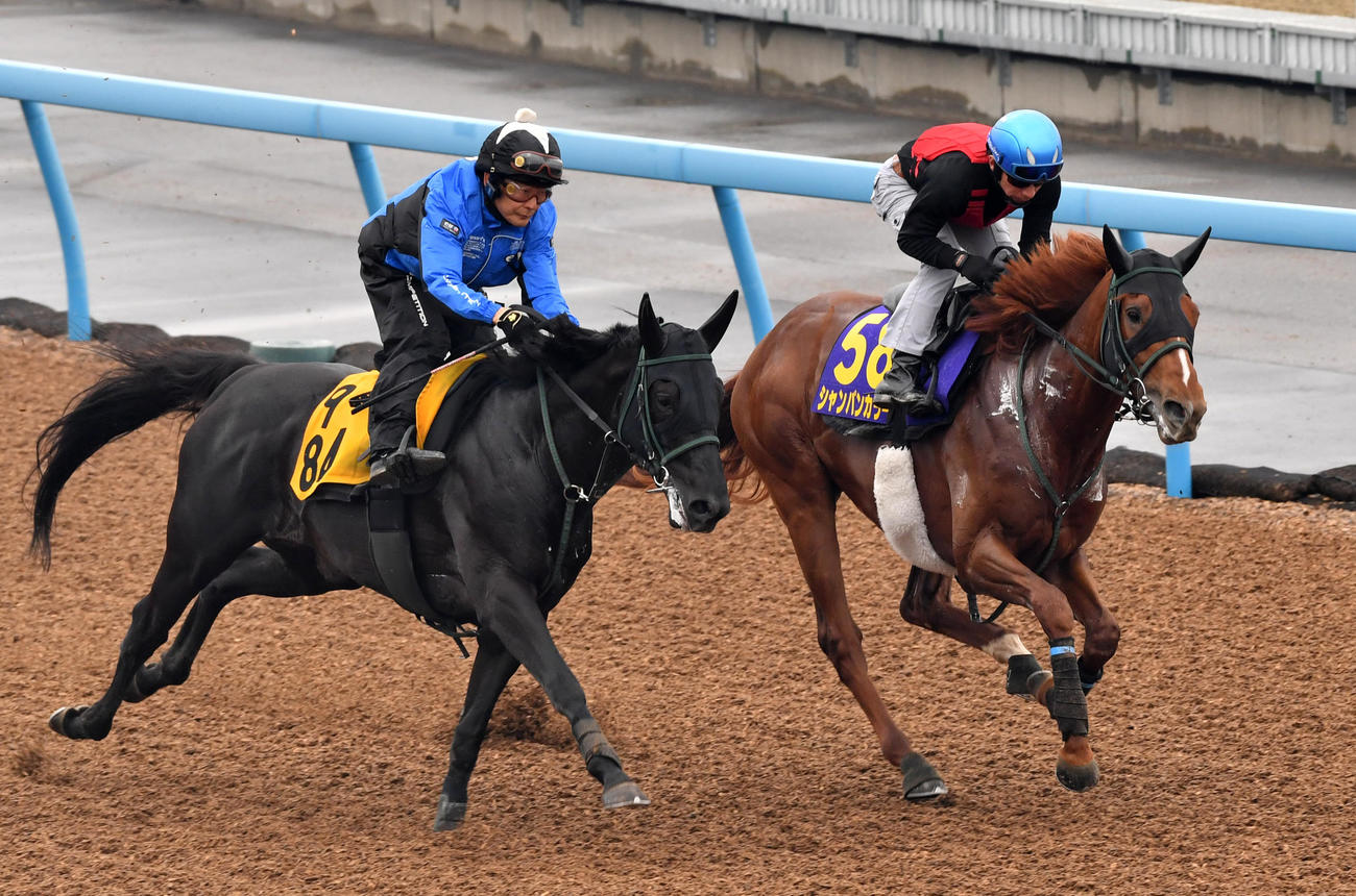 シャンパンカラー（右）はセキテイオーと併せて追い切る（2023年4月26日撮影）