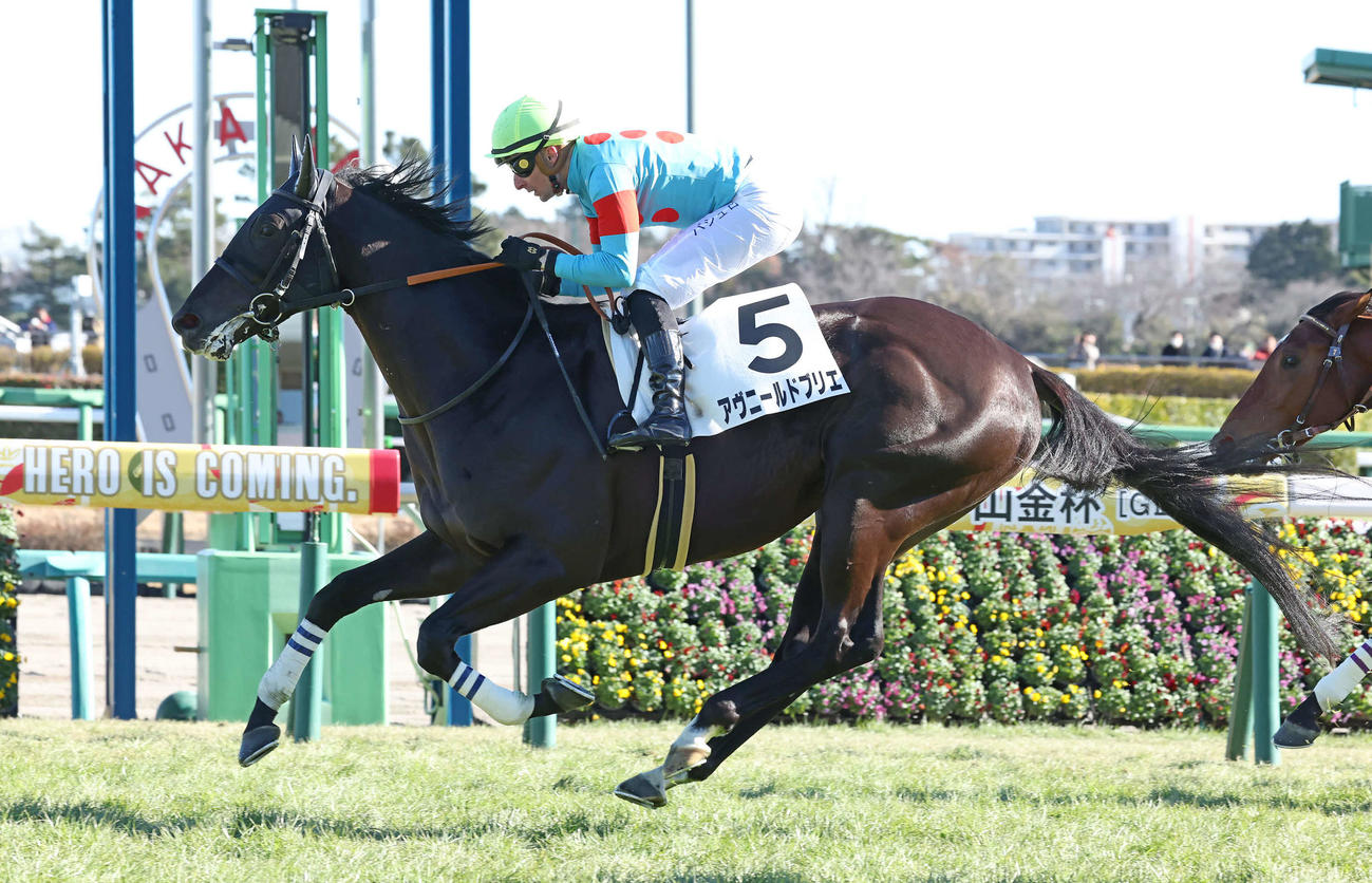 3歳1勝クラスを制したアヴニールドブリエ（23年1月5日撮影）