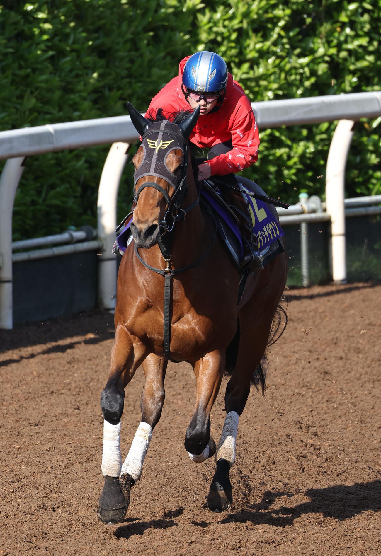 5月2日、斎藤騎手を背に坂路でキャンター調整するダノンタッチダウン（撮影・白石智彦）