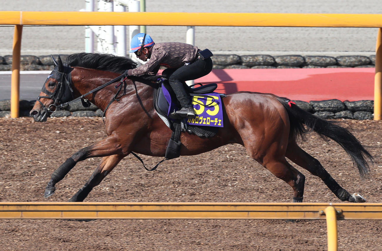 酒井騎手を背にCウッドを併せ馬で追い切るカルロヴェローチェ（撮影・白石智彦）