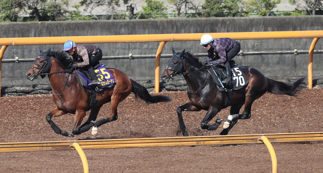 酒井騎手を背にCウッドをショウナンバシット（右）と併せて追い切るカルロヴェローチェ（撮影・白石智彦）
