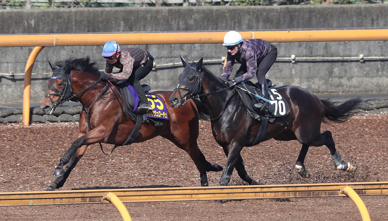 酒井騎手を背にCウッドをショウナンバシット（右）と併せて追い切るカルロヴェローチェ（撮影・白石智彦）