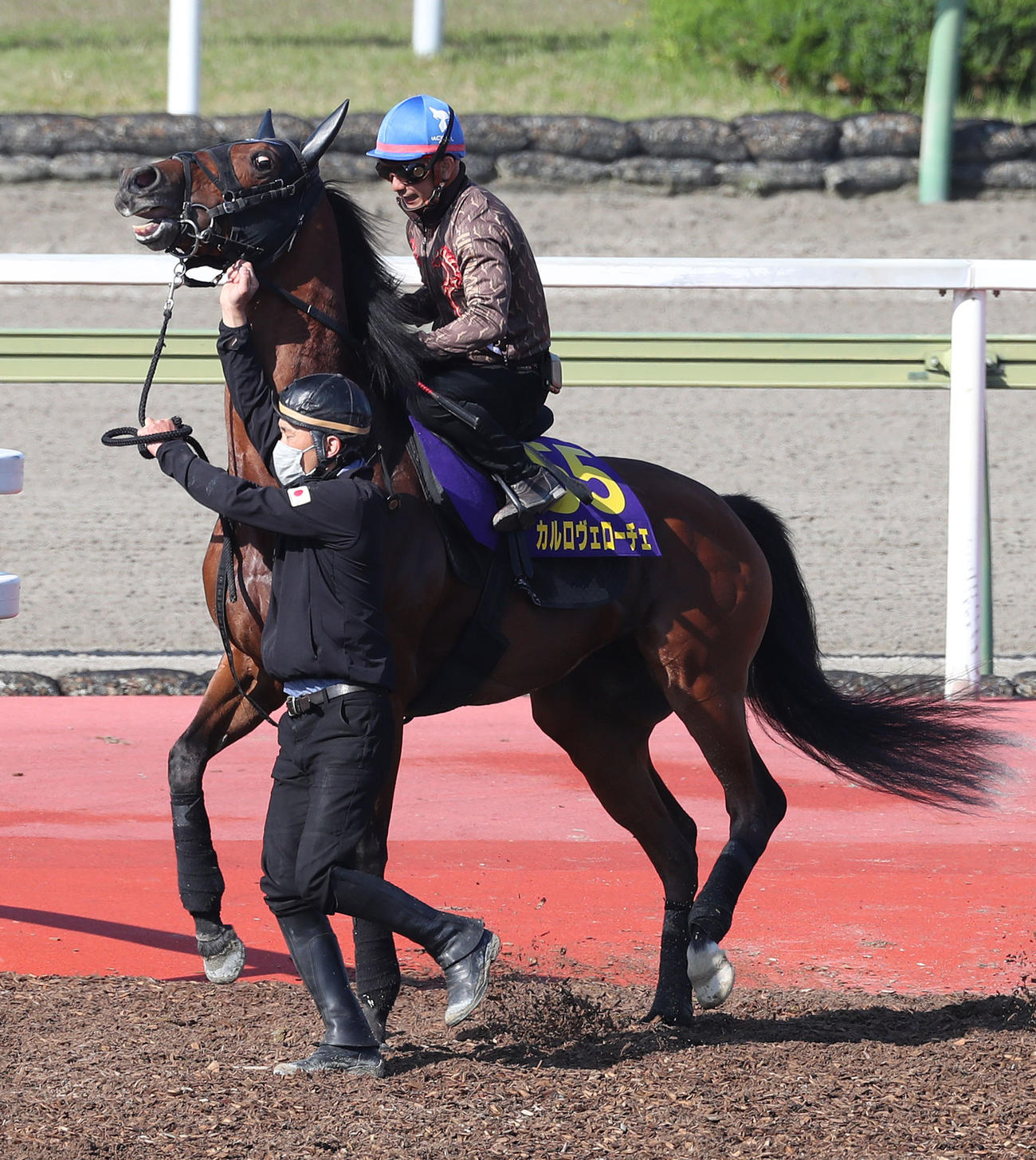 酒井騎手を背に馬場入りするカルロヴェローチェ（撮影・白石智彦）