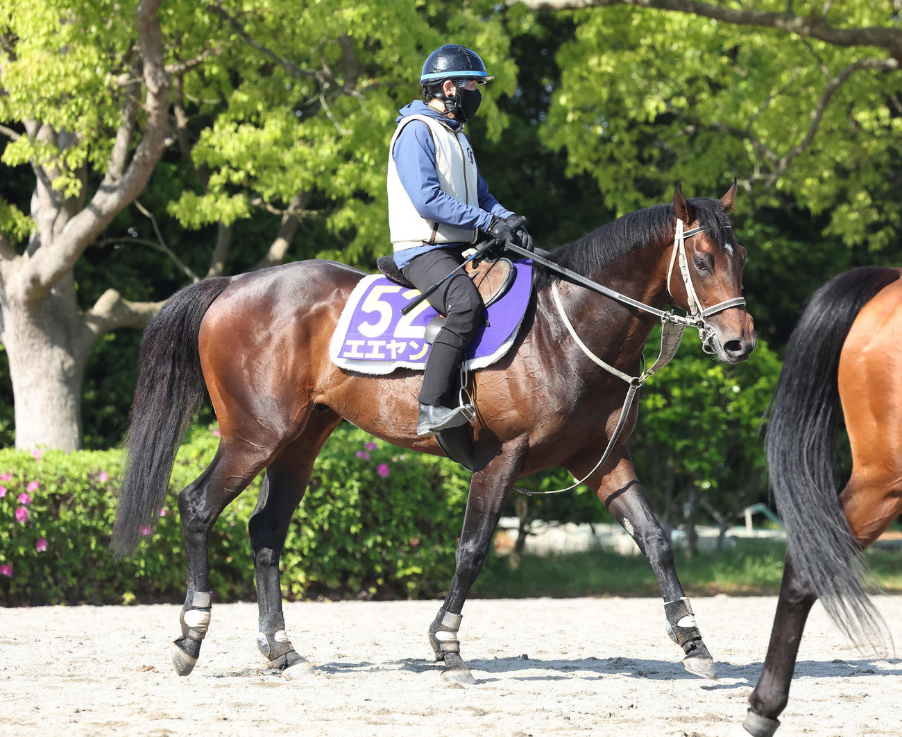 追い切りを終えて馬場を出るエエヤン（撮影・丹羽敏通）