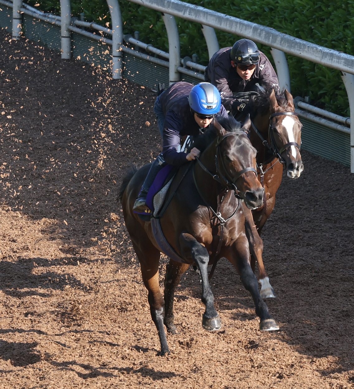 坂路にて併せ馬で追い切るセッション（右）