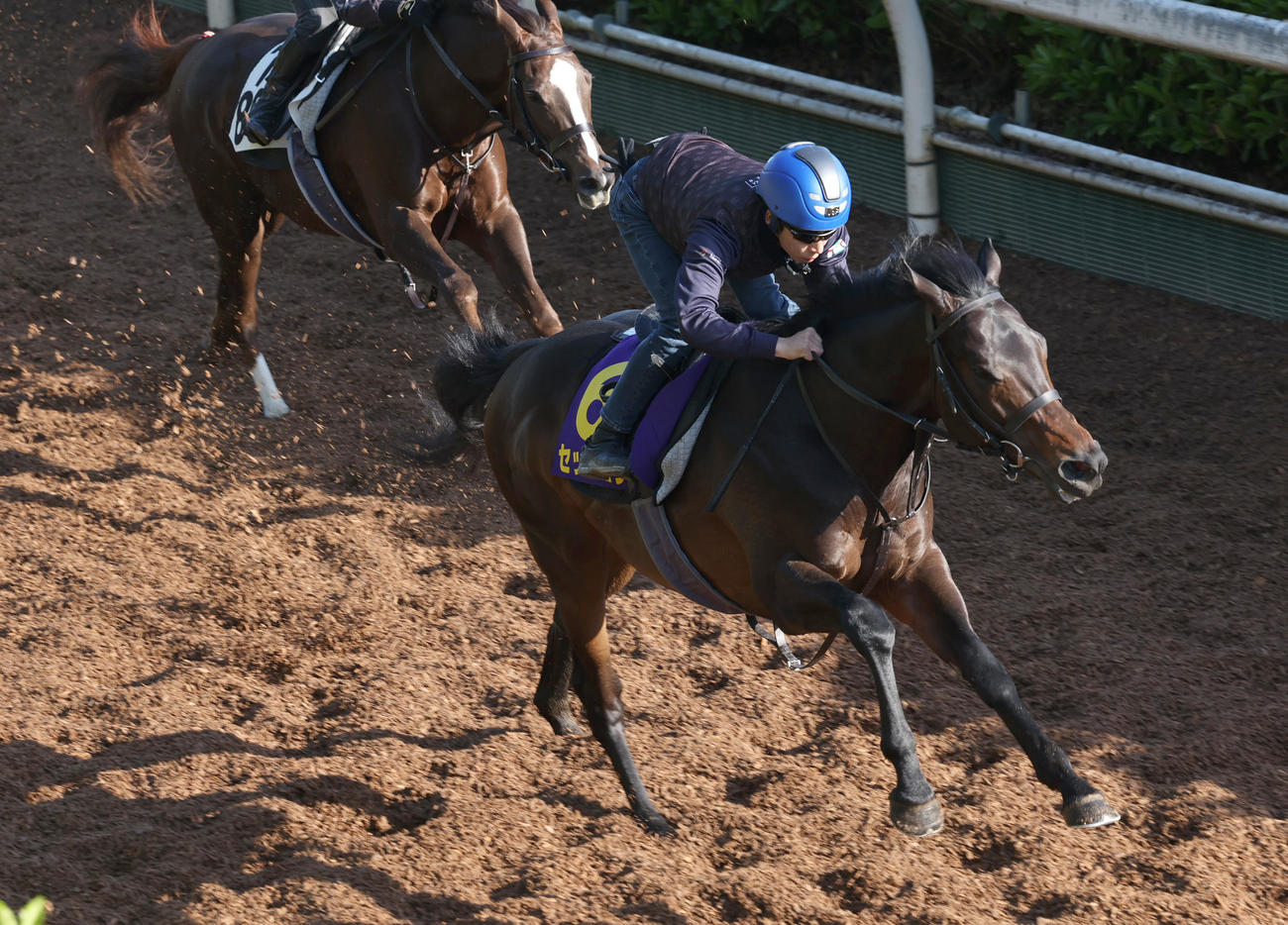 坂路にて併せ馬で追い切るセッション（右）