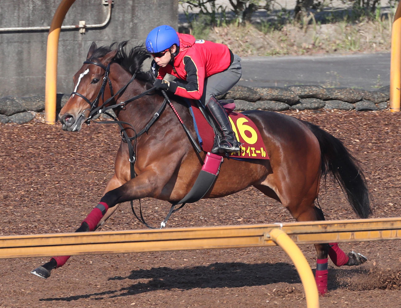 池添騎手を背にCウッドを単走で追い切るメイケイエール（撮影・白石智彦）
