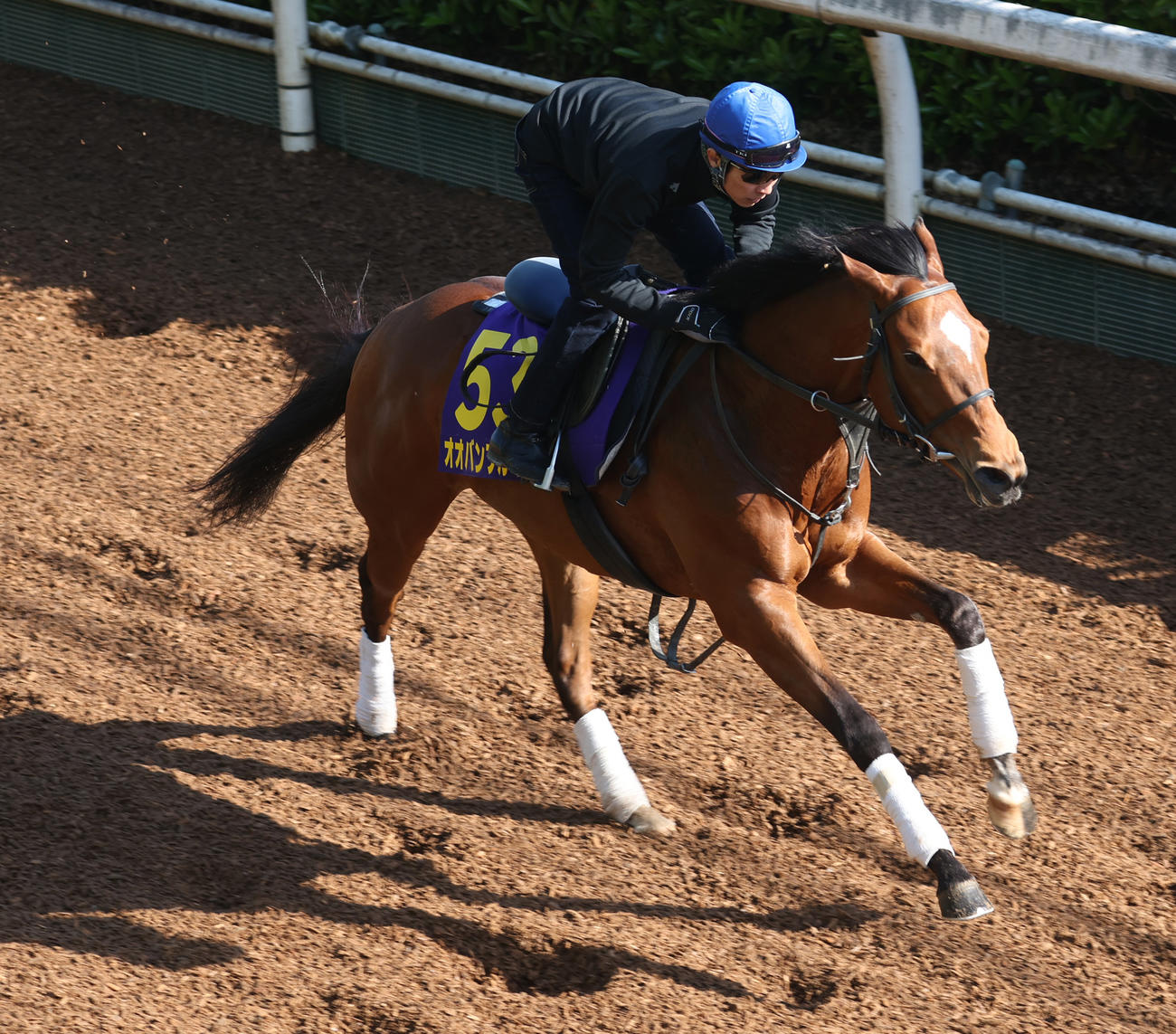 武豊騎手を背に坂路にて併せ馬で追い切るオオバンブルマイ