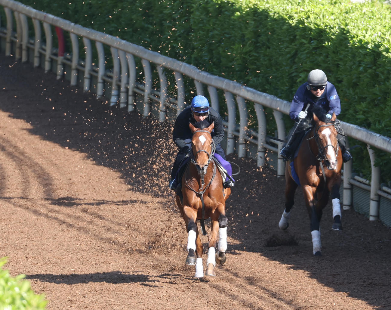 武豊騎手を背に坂路にて併せ馬で追い切るオオバンブルマイ（左）